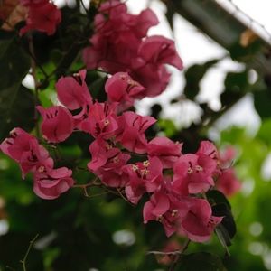 Meet your Posher, Fiona